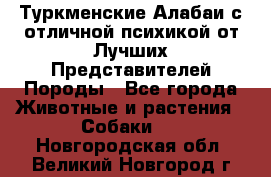 Туркменские Алабаи с отличной психикой от Лучших Представителей Породы - Все города Животные и растения » Собаки   . Новгородская обл.,Великий Новгород г.